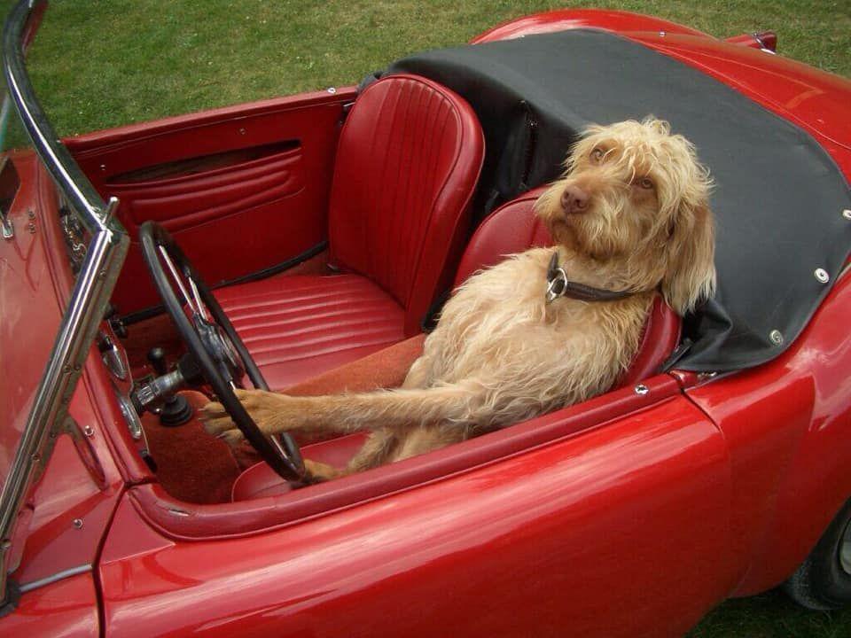 Liebe-Dein-Haustier-Tag: Die besten Fotos unserer User - Region